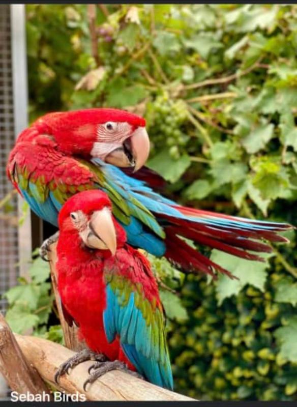 Baby Green-winged Macaws hand raised tame super friendly