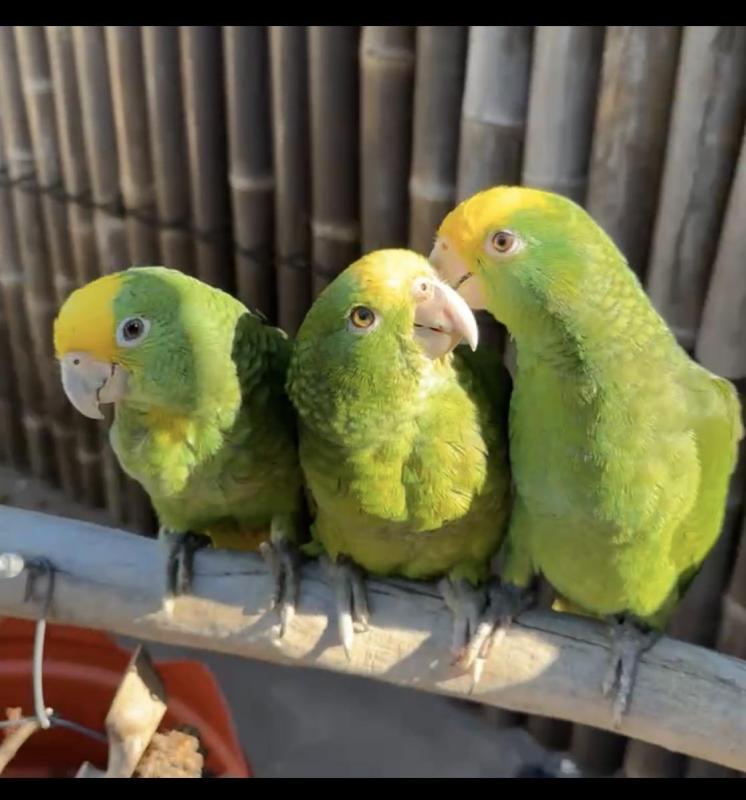 Baby Double Yellow-headed Amazon hand raised tame 8 weeks old very friendly