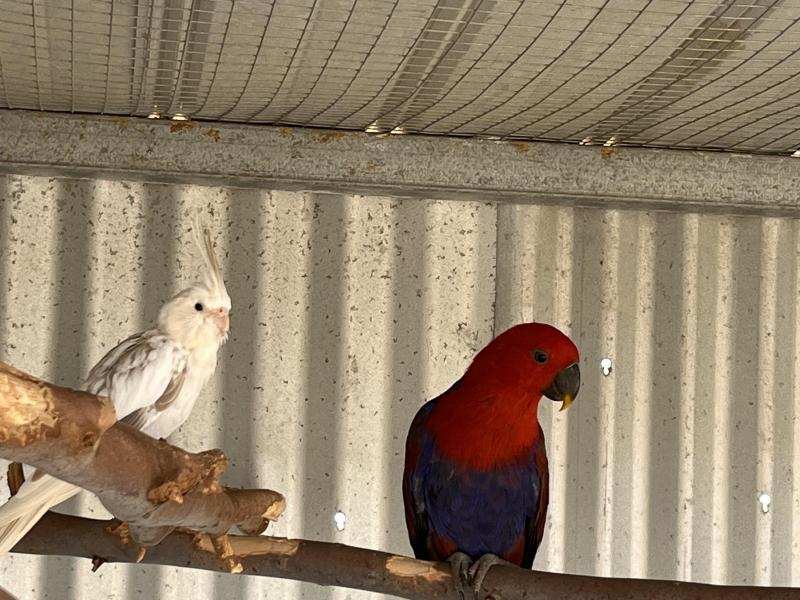 FEMALE ECKLECTUS PARROT 1YR OLD $500