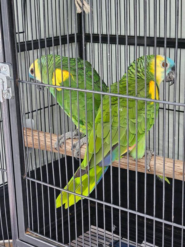 Blue Front Amazon Pair For Sale. DNA Sexed