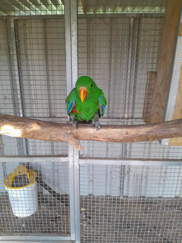 Ecelectus cock bird 300