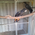 Red tailed black cockatoo 1100