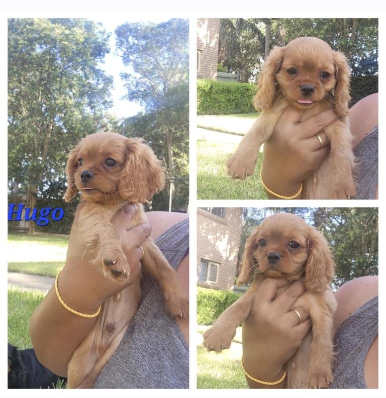 CAVALIER KING CHARLES MALE & FEMALE