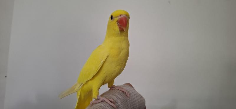 Indian ring neck hand raised