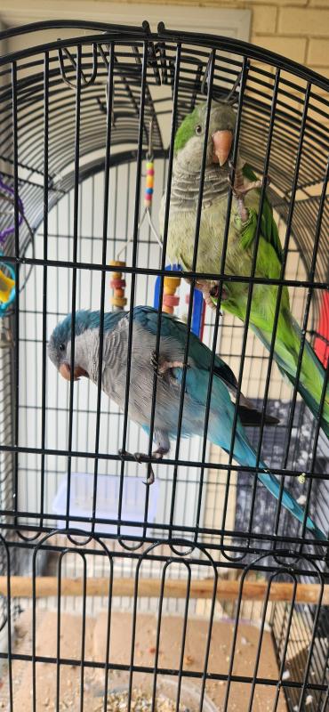 Sold Young healthy quaker Breeder