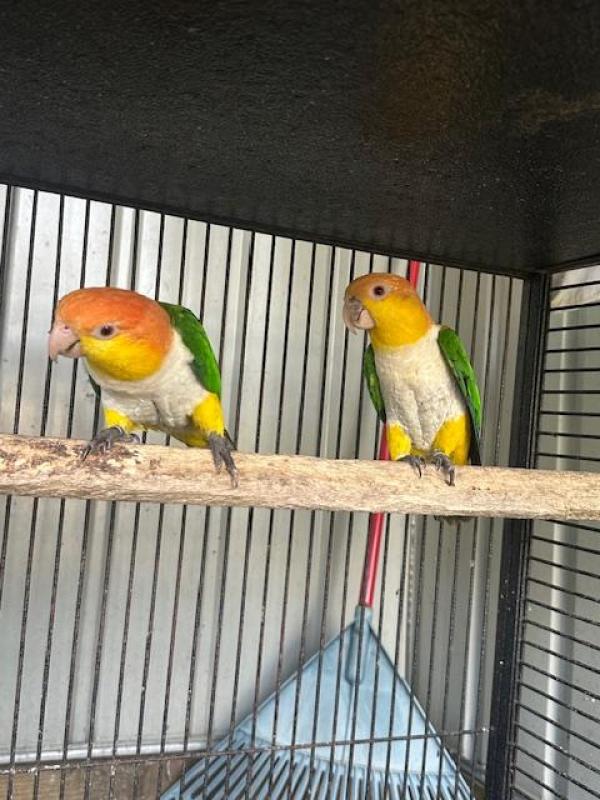 White Belly Caiques