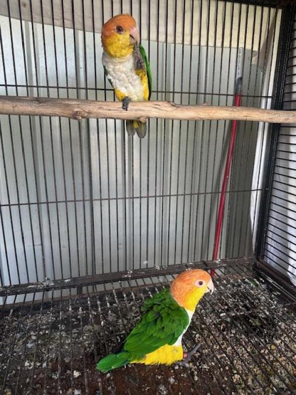 White Belly Caiques