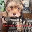 Exotic tan/choc white  Yorkshire terrier  boy