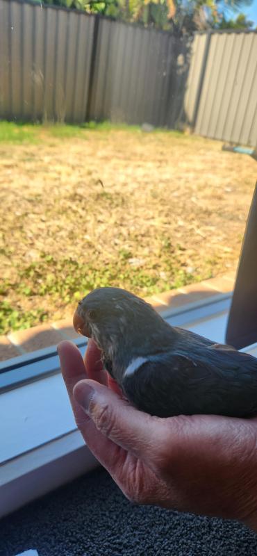Baby blue quaker female