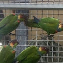 Conures and PeachFaces going to Morriset