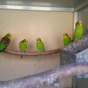 Pure Normal Bush Budgies