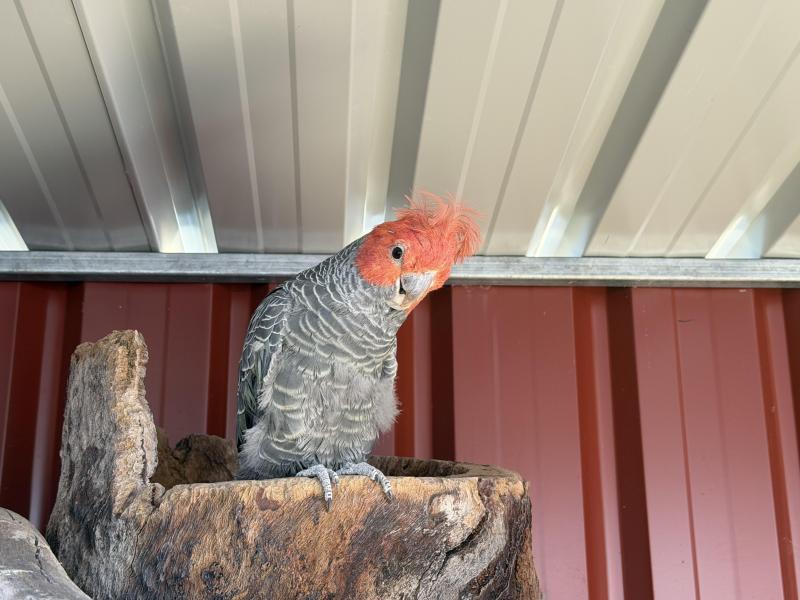 Gang gang pair please ring