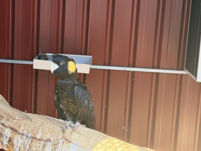 Ytb breeding pair please ring