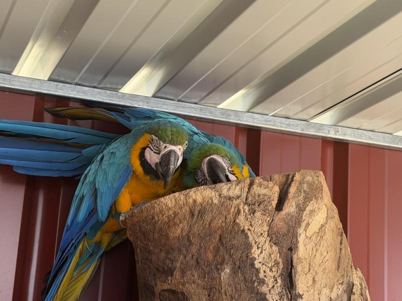 BG macaw bonded pair breeding age ring