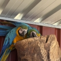 BG macaw bonded pair breeding age ring