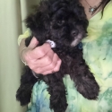 Shih tzu X small toy poodle