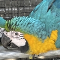 Blue and Gold Macaw