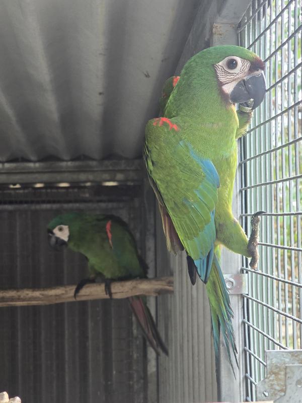 Parent reared severe macaw cock birds