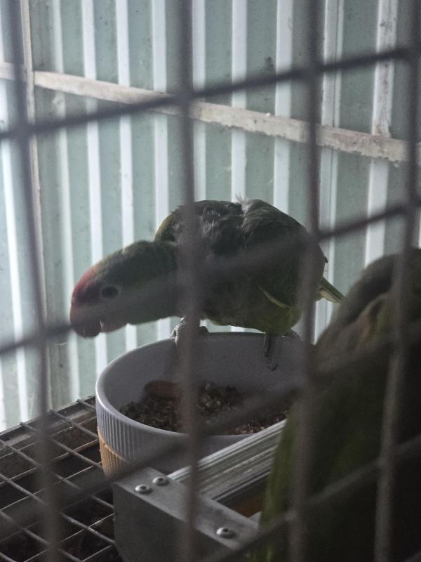 Parent reared lilac crown amazon hen