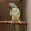 INDIAN RINGNECK MUTATIONS