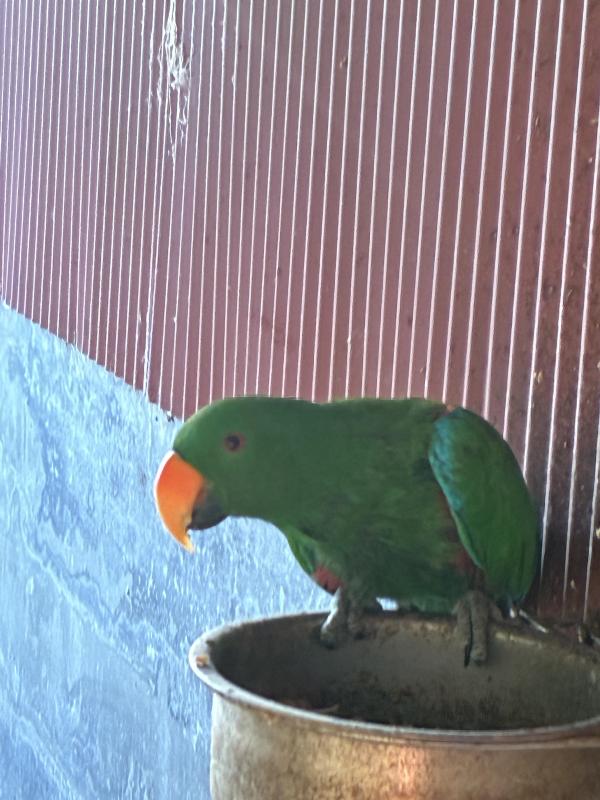 Male eclectus