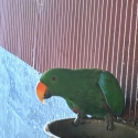 Male eclectus