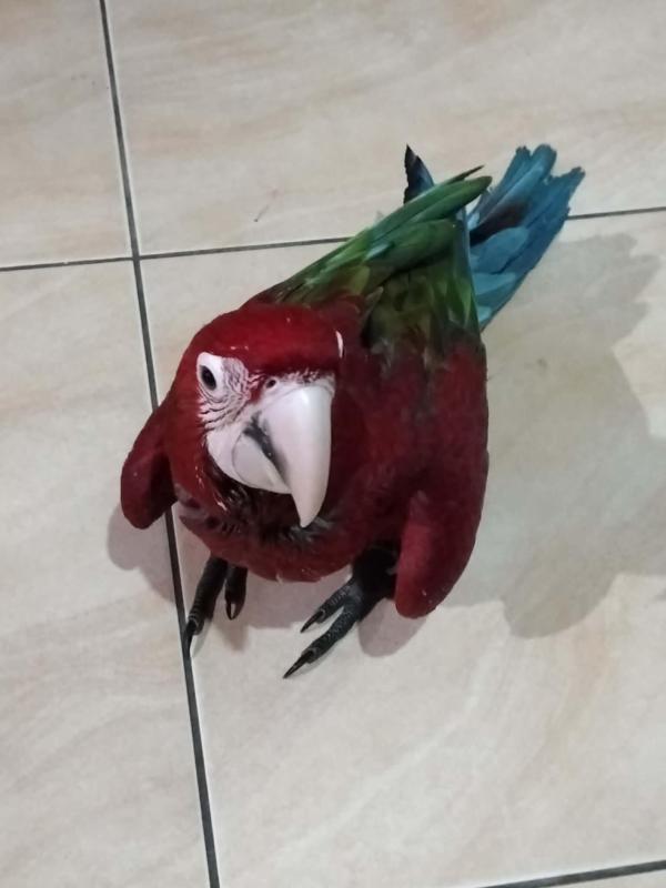 Hand raised lovable green wing