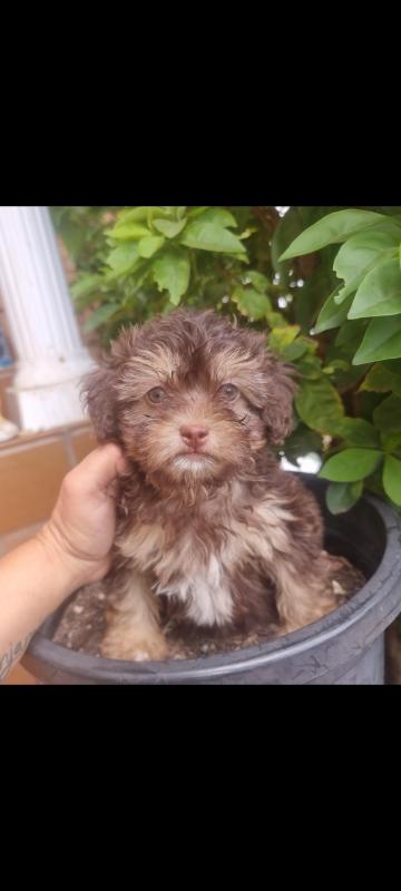 Shih-poo Toy poodle puppies