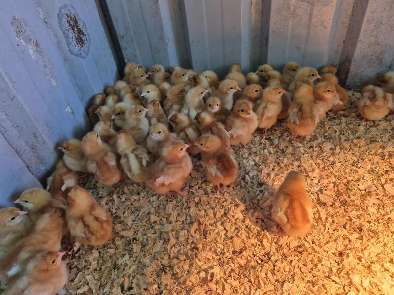 Young isa brown chickens