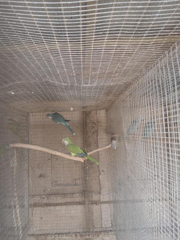 Downs bird breeders assoc bird sale