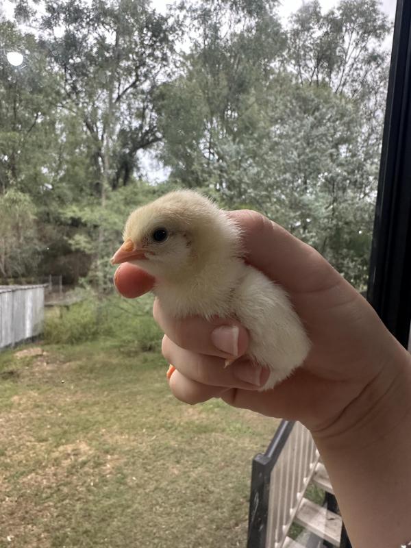 Day old chicks