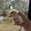 Day old chicks