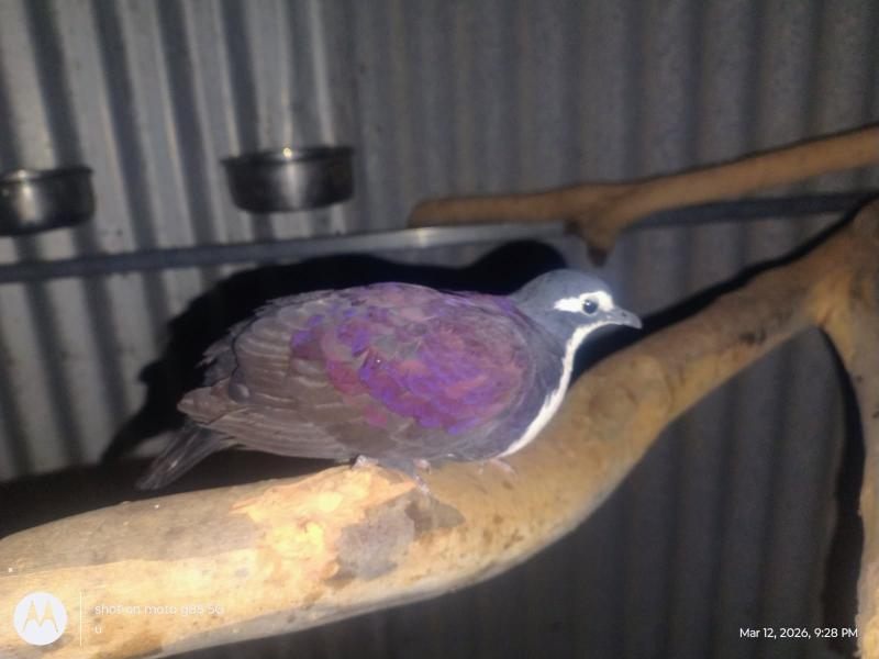 New Guinea Ground Dove