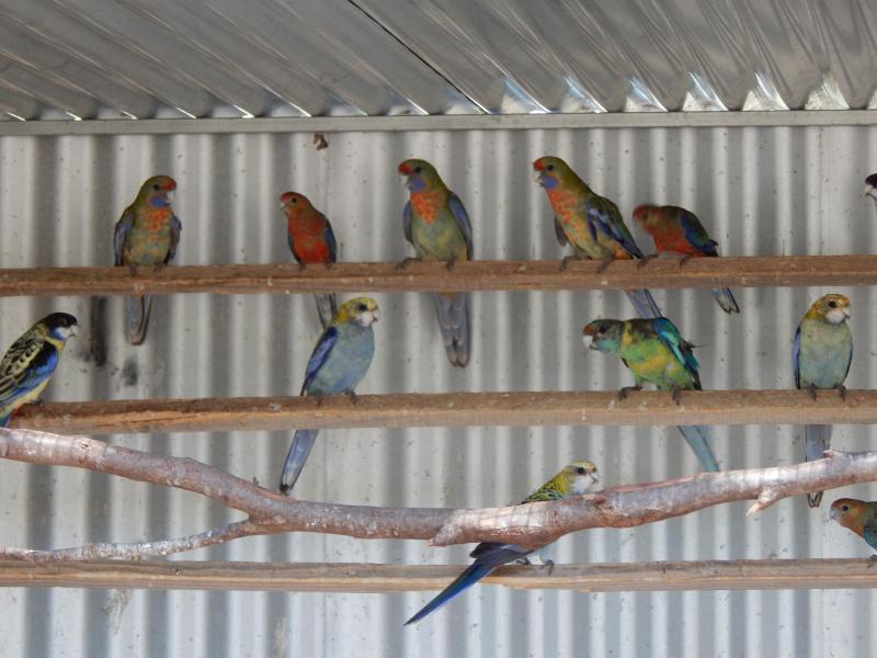 Adelaide Rosellas