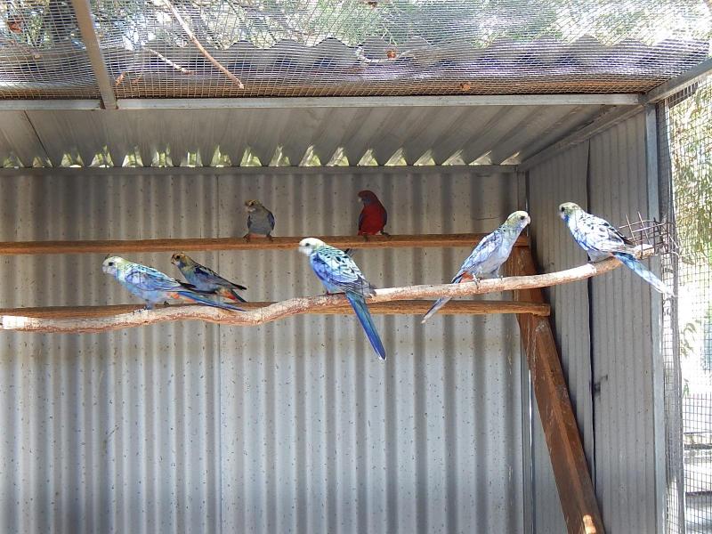 Palehead Rosellas