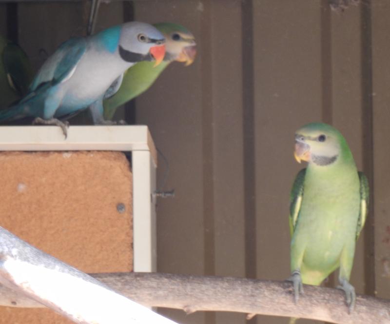 Blue Moustache parrots