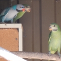 Blue Moustache parrots