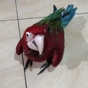 Green wing macaw hand raised