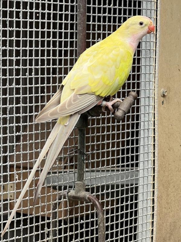 YELLOW  CINNAMON  PARBLU PRINCESS PARROT