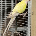 YELLOW  CINNAMON  PARBLU PRINCESS PARROT