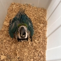 Blue and gold macaw 7 weeks old