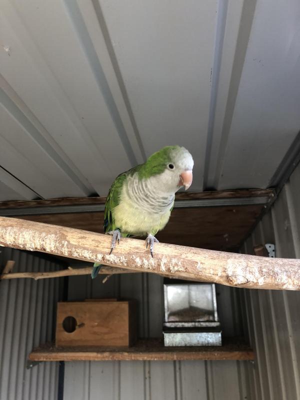 Quaker Green Split Ino