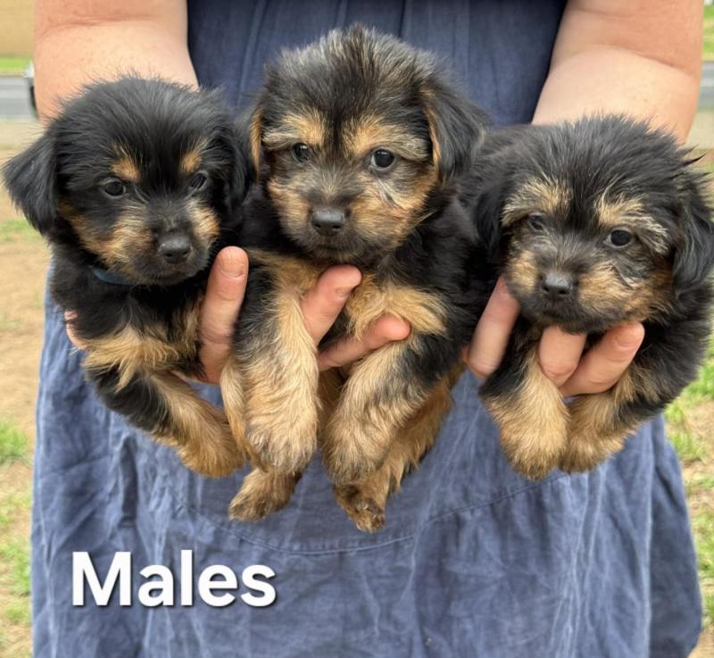 Australian Silky Terrier Puppies
