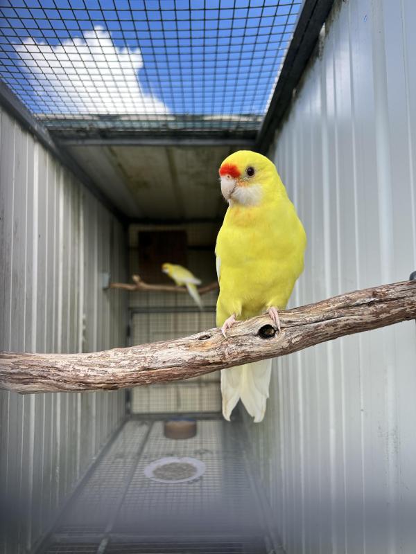 Lutino Yellow Rosella  Collection
