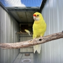 Lutino Yellow Rosella  Collection