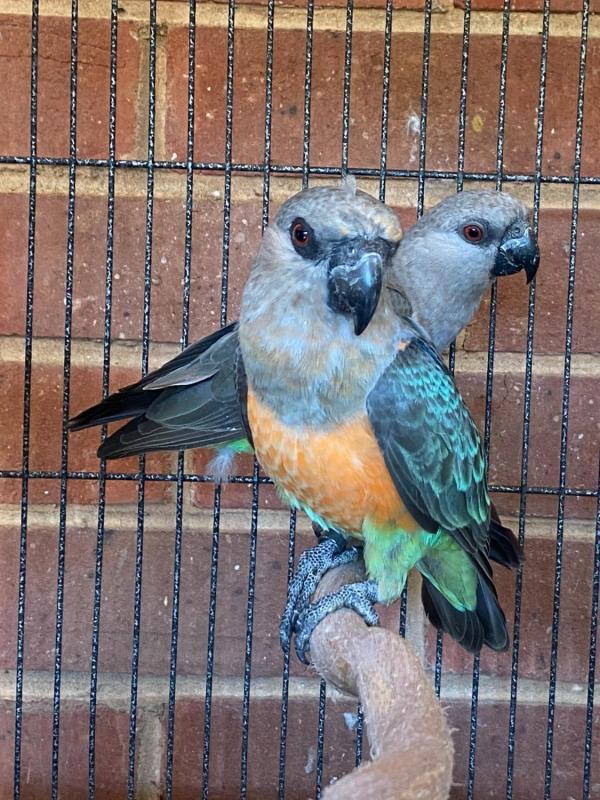 Red bellied parrot pair