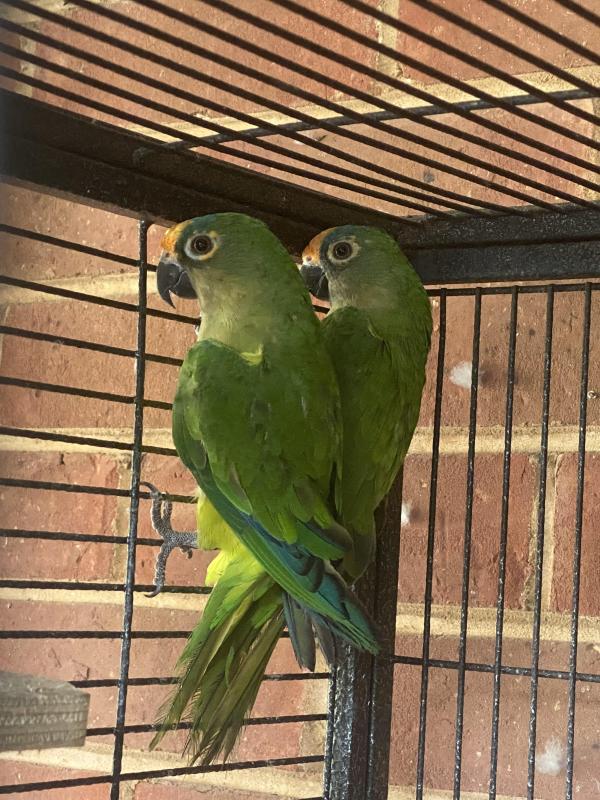 Peach fronted conures