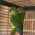 Peach fronted conures