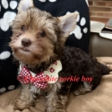 Yorkshire terrier  choc  boy