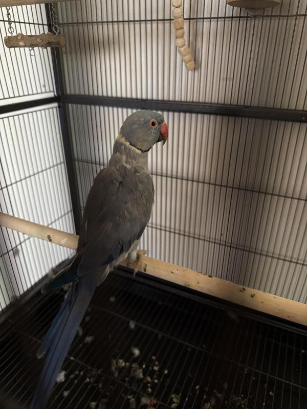 Indian Ring neck parrot x 2